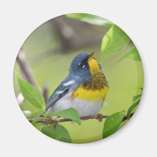 Aimant Parula nordique (Devant)