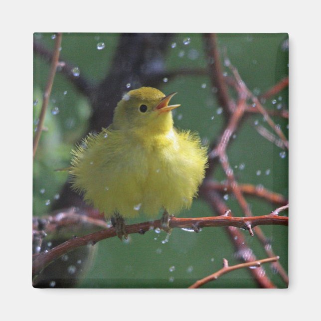 Aimant Paruline (Devant)