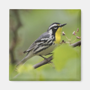 Aimant Paruline à gorge jaune mâle, Dendroica