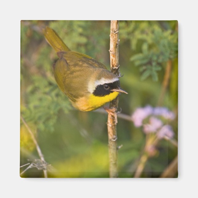 Aimant Paruline masquée (Geothlypis trichas) mâle, (Devant)