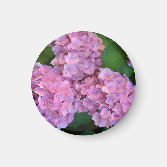 Aimant Pastel rose Hortensia hydrangea floraison (Devant)