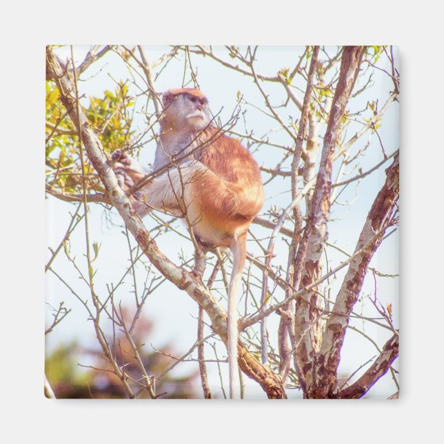 Aimant Patas est au sommet d'un arbre (Devant)