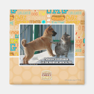 Aimant Patience, sauterelle.