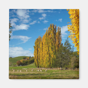 Aimant Pâturage avec des moutons