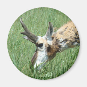 Aimant Pâturage d'antilope à fourche A11
