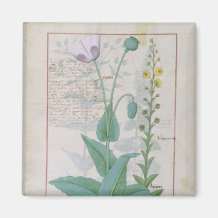 Aimant Pavot et Figwort