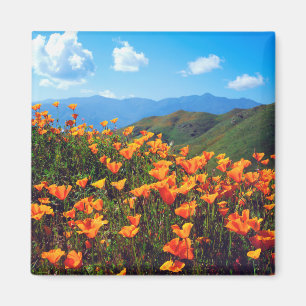 Aimant Pavots de Californie recouvrant un versant de coll
