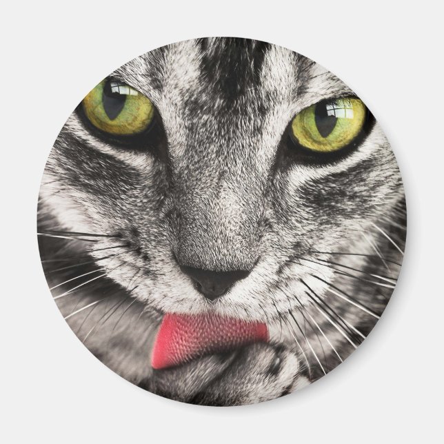Aimant Paw de cueillette de chat Tabby (Devant)