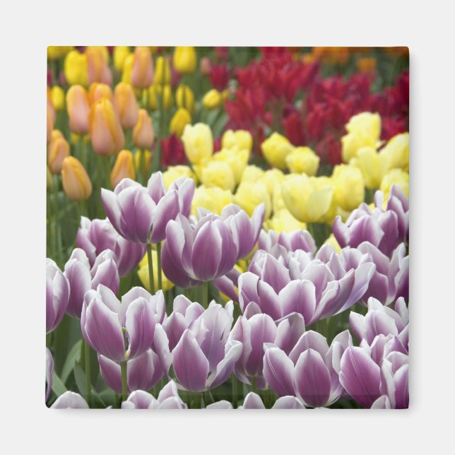 Aimant Pays-Bas aka Hollande), Lisse. Keukenhof 3 (Devant)