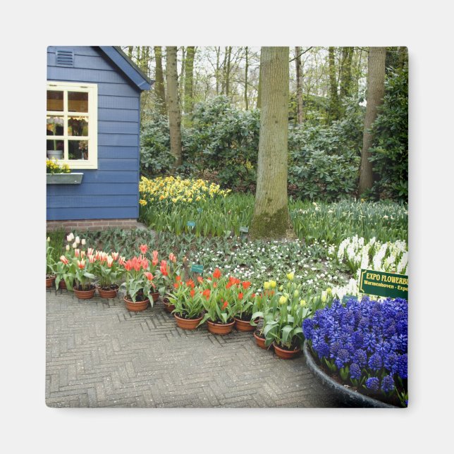 Aimant Pays-Bas alias Holland), Lisse. Keukenhof 11 (Devant)