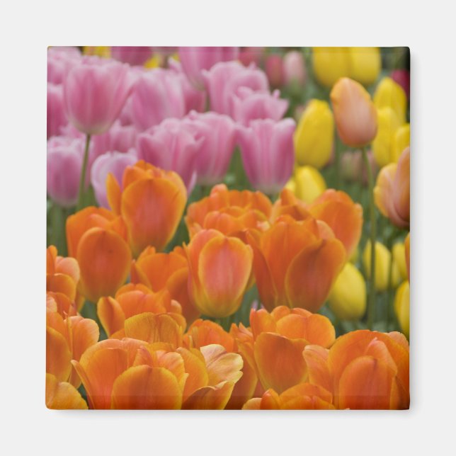 Aimant Pays-Bas alias Holland), Lisse. Keukenhof 4 (Devant)