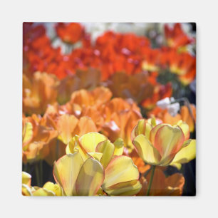Aimant Pays-Bas (alias Hollande), Lisse. Keukenhof