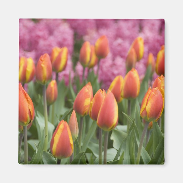 Aimant Pays-Bas (aussi appelé Hollande), Lisse. Keukenhof (Devant)