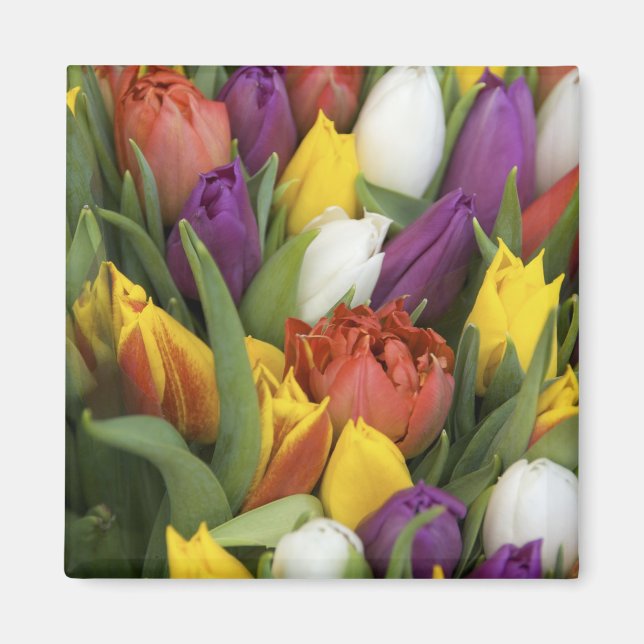 Aimant Pays-Bas, Hollande du Sud, Amsterdam (Devant)