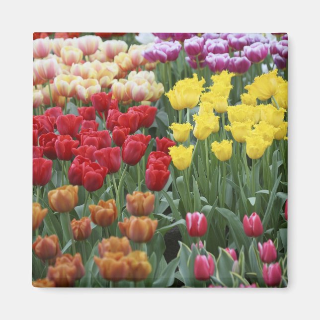 Aimant Pays-Bas, Keukenhoff Gardens, tulipes. (Devant)