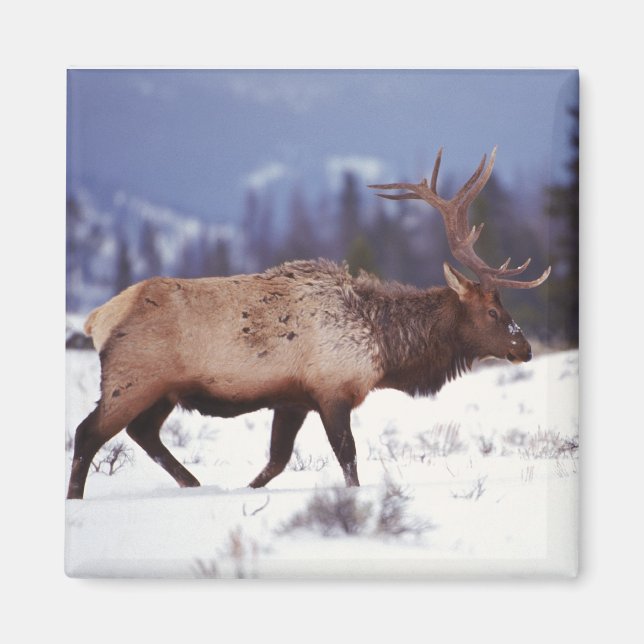 Aimant Pays du cerf (Devant)