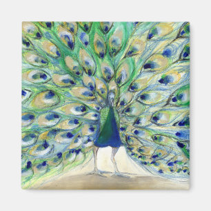 Aimant Peacock à San Diego 2 2013