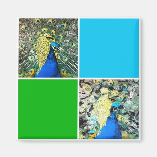 Aimant Peacock Art (Devant)