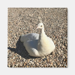 Aimant Peacock Blanc, Idaho
