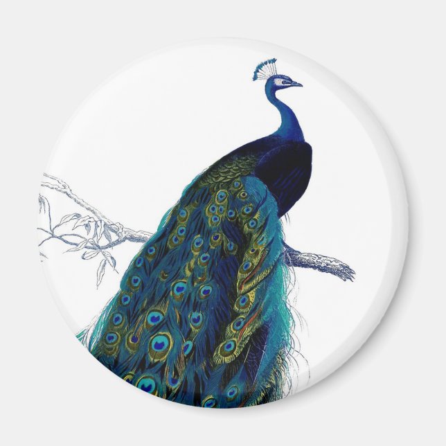 Aimant Peacock couleur bleu vintage (Devant)