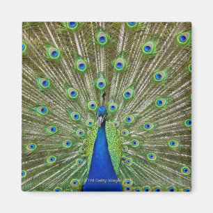 Aimant Peacock montrant ses plumes