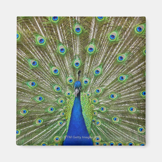 Aimant Peacock montrant ses plumes (Devant)