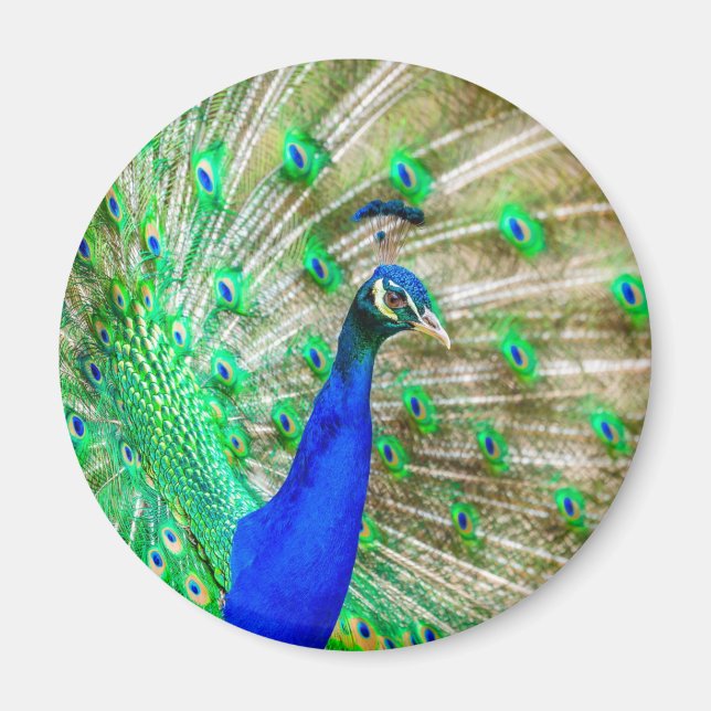 Aimant Peacock Plumage (Devant)