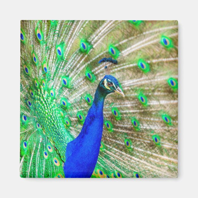 Aimant Peacock Plumage (Devant)