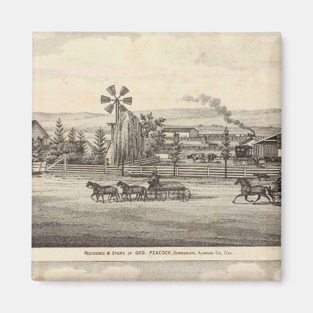 Aimant Peacock res, Willow Glen (Devant)