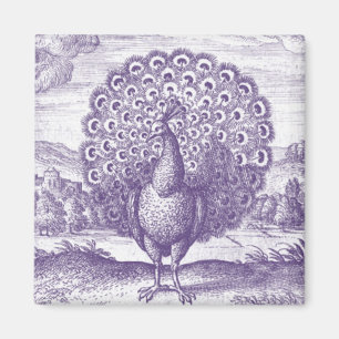 Aimant Peacock, une gravure vintage