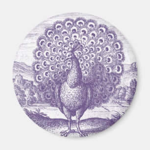 Aimant Peacock, une gravure vintage