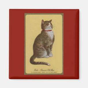 Aimant Peake, le chat tabby de Chessie