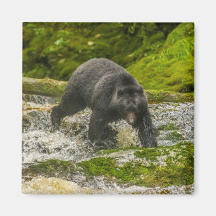 Aimant Pêche à l'ours noir   Qua Creek Colombie-Britanniq