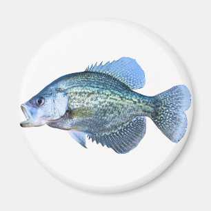Aimant Pêche de crapet
