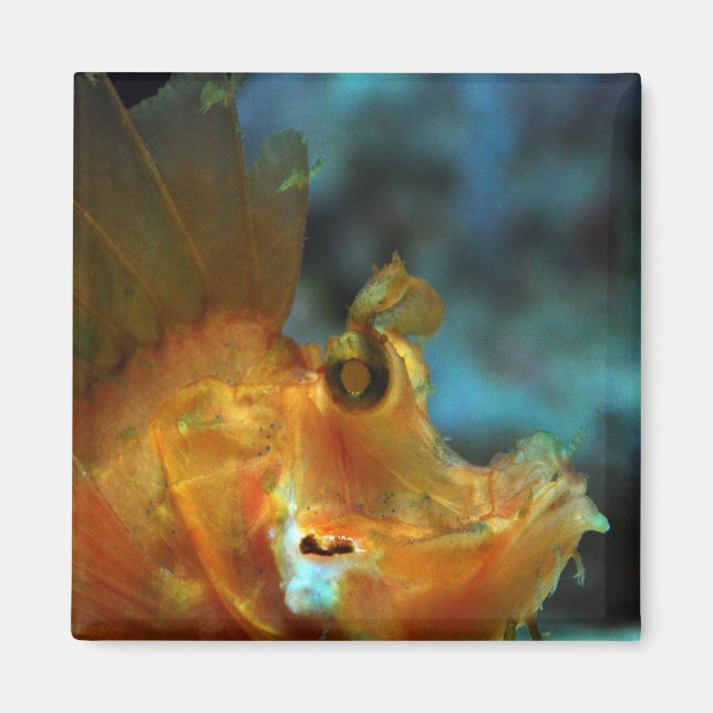 Aimant pêcheur (Devant)