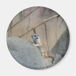 Aimant Peerkat Meerkat