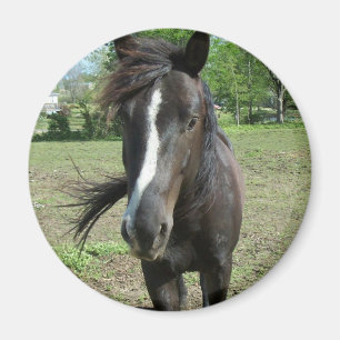Aimant Peinture de cheval