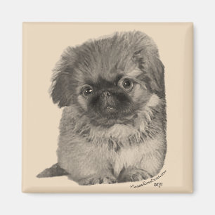 Aimant Pekingese Puppy