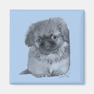 Aimant Pekingese Puppy Blue