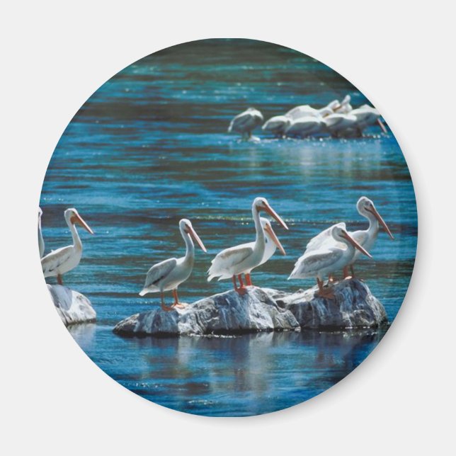 Aimant Pélican (Devant)