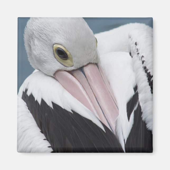 Aimant Pélican australien en gros plan (Devant)