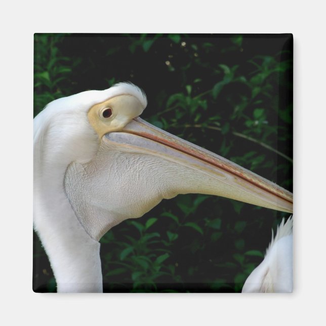 Aimant Pélican blanc (Devant)