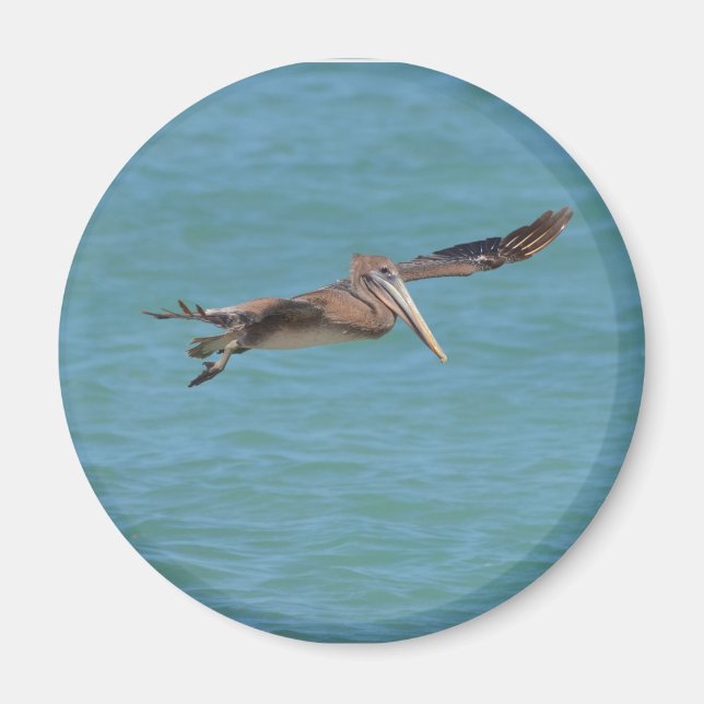 Aimant Pélican luisant (Devant)