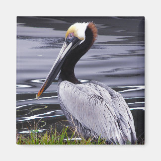 Aimant Pelican Poser