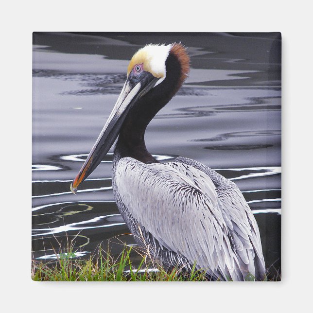 Aimant Pelican Poser (Devant)