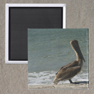 Aimant Pélican sur la plage Photo