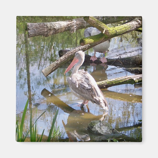 AIMANT PÉLICANS (Devant)