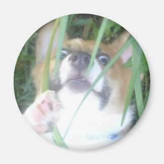 Aimant Pembroke Welsh