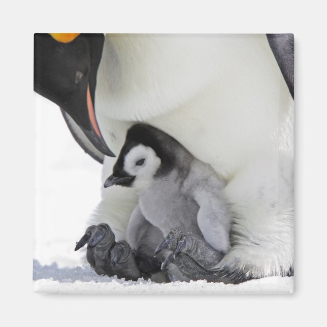 Aimant Penguin | Île de Snow Hill (Devant)