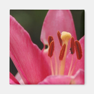Aimant Pensez l'aimant rose de lis